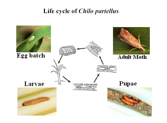 Life Cycle of Chilo Partellus